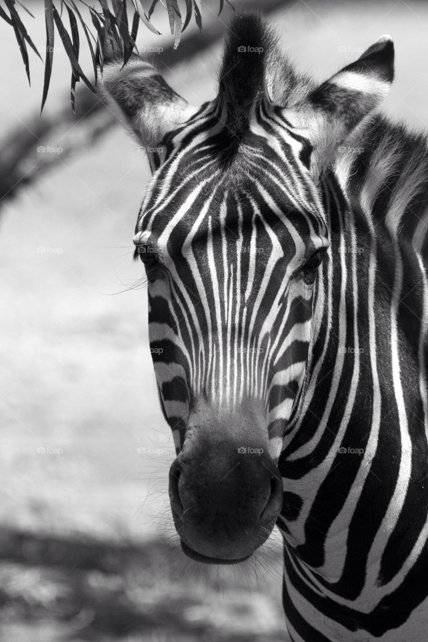 Zebra