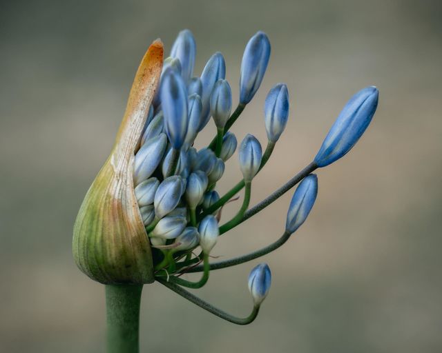 blue flowers borne