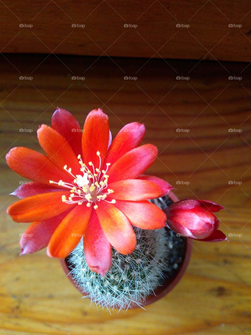 Cactus flower