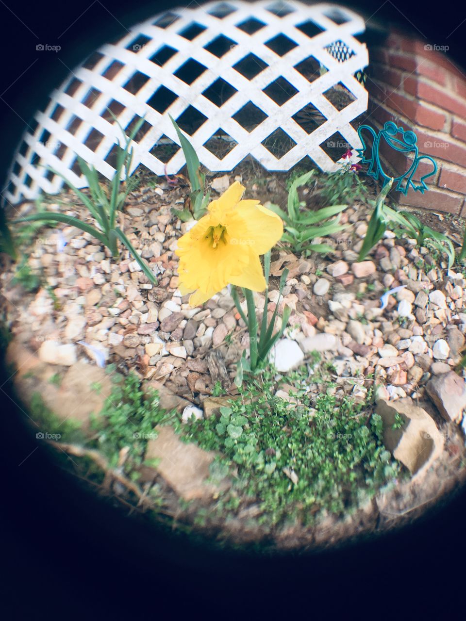 Just one of my daffodils looking pretty as can be. Sitting in one of my flower gardens.
