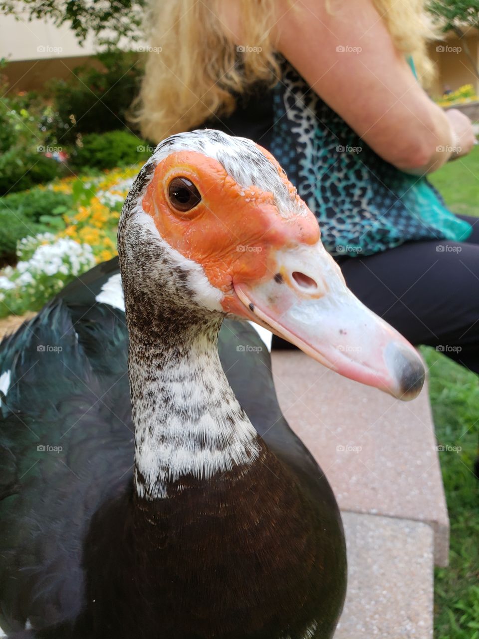 red eyed duck
