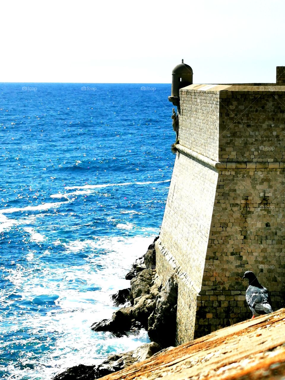 Pigion on the city walls of Dubrovnik