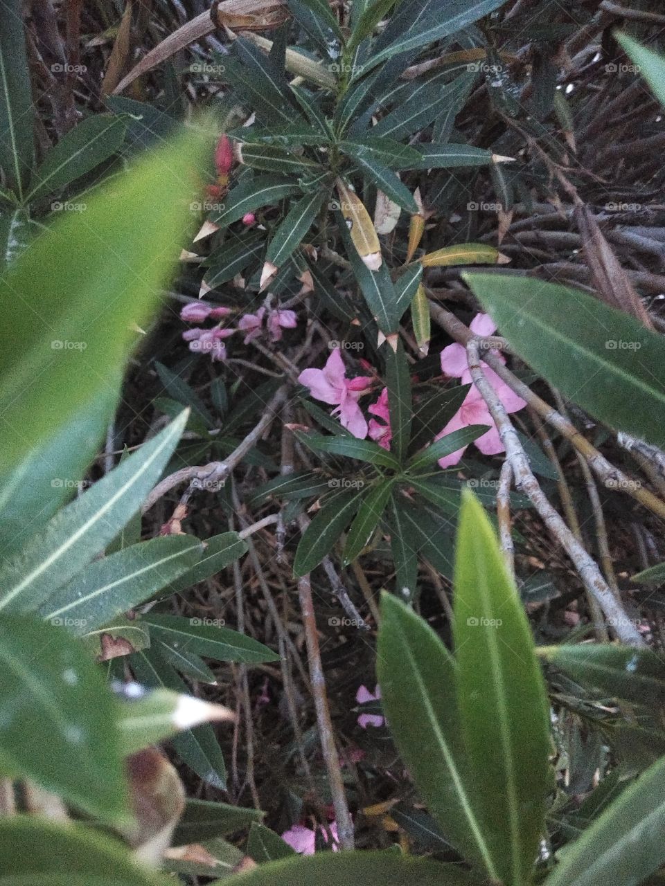 flowers blooming in middle of bush