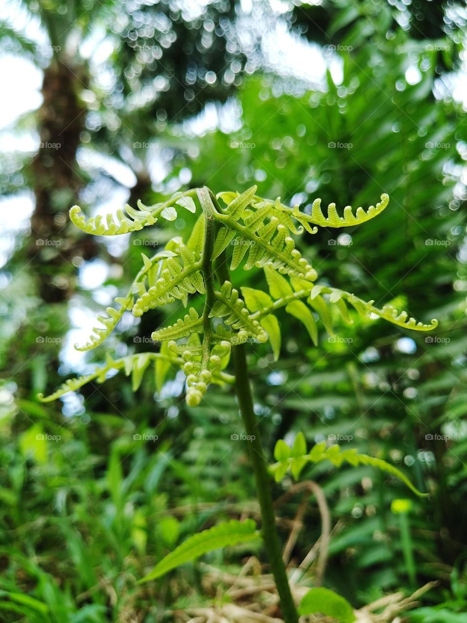 View of beautiful young ferns growing.