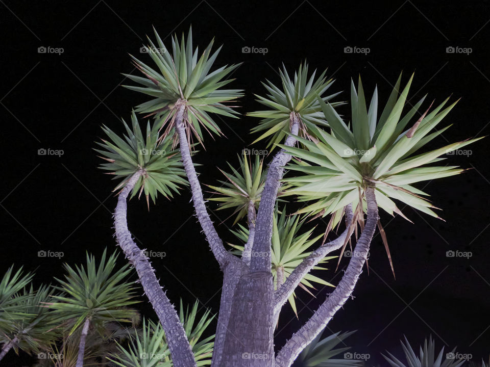 canary tree taken from below in the dark of night