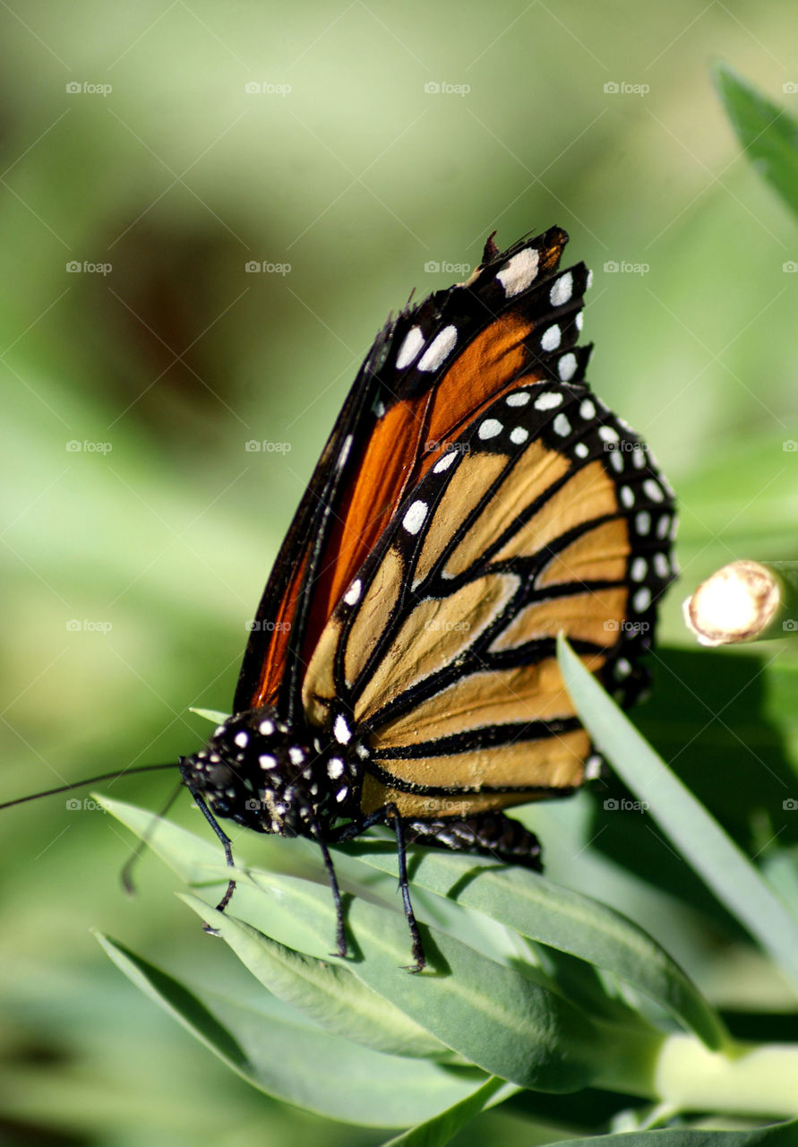 Butterfly perching on leaf