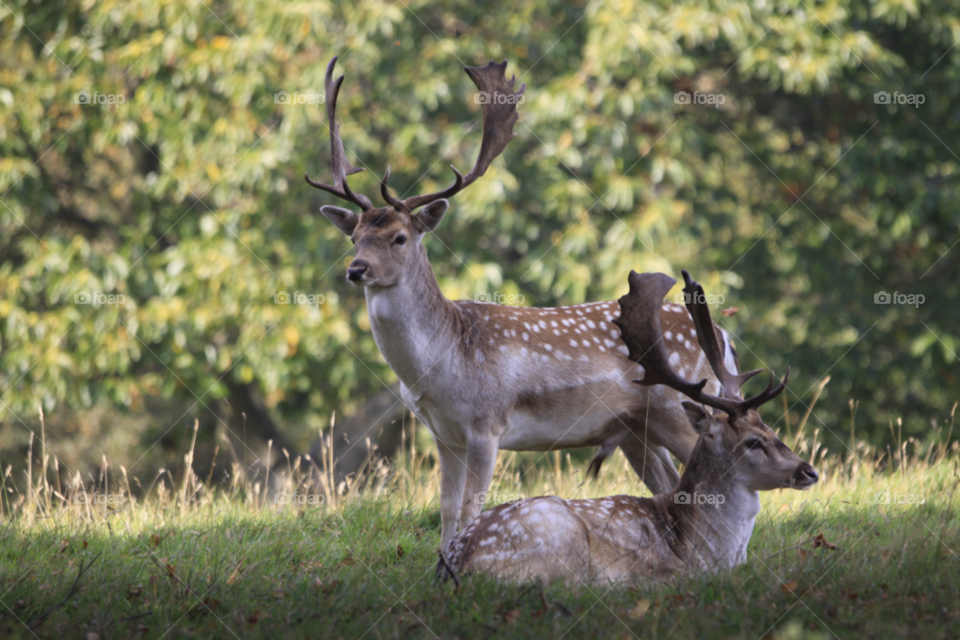 deer yorkshire harrogate stags by darloandy1963