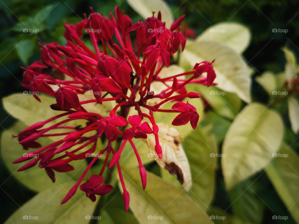 Red Santan flower