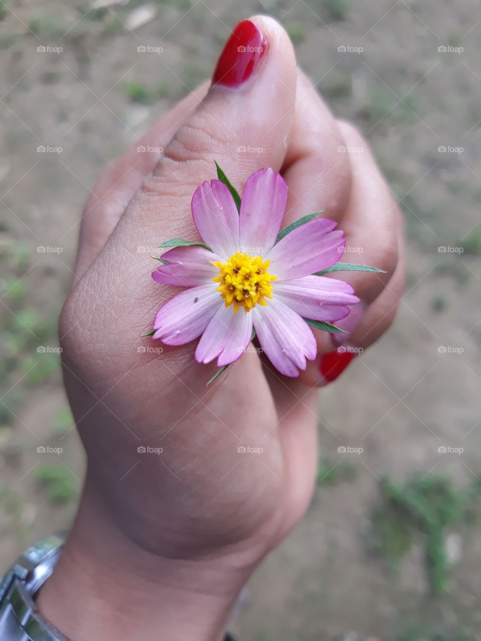 bunga ungu cute