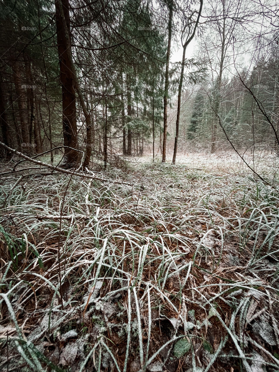 Winter landscape with forest in cloudy December day 