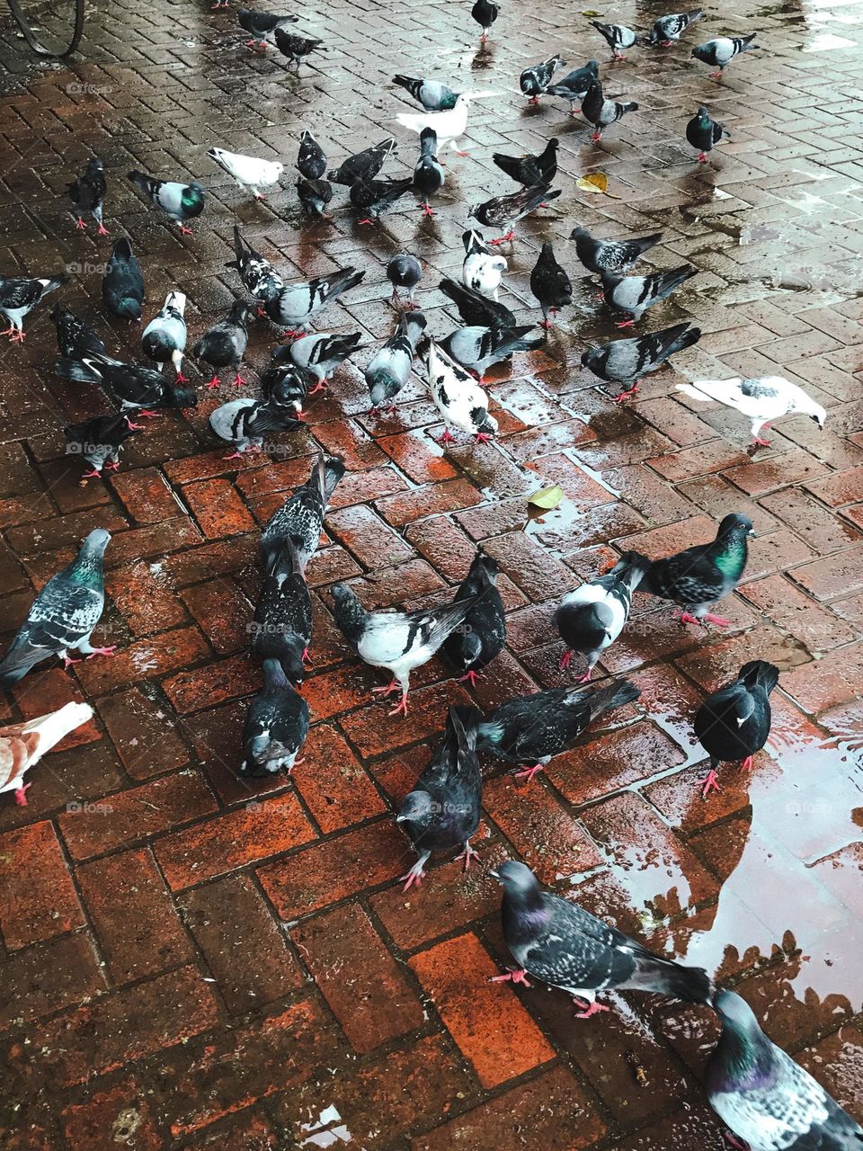 Pigeons 