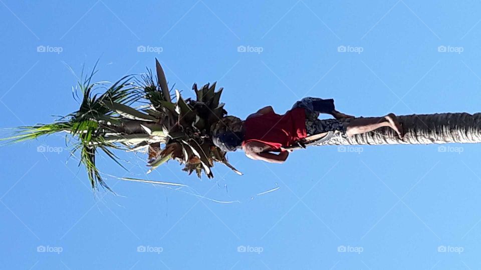 A coconut tree climber in the Philippines. He was cutting down the tree in my backyard and had to take down everything on top first.