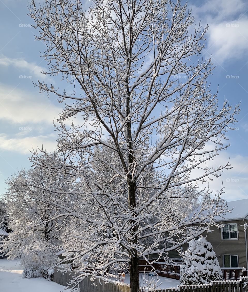 Wintertime Beauty