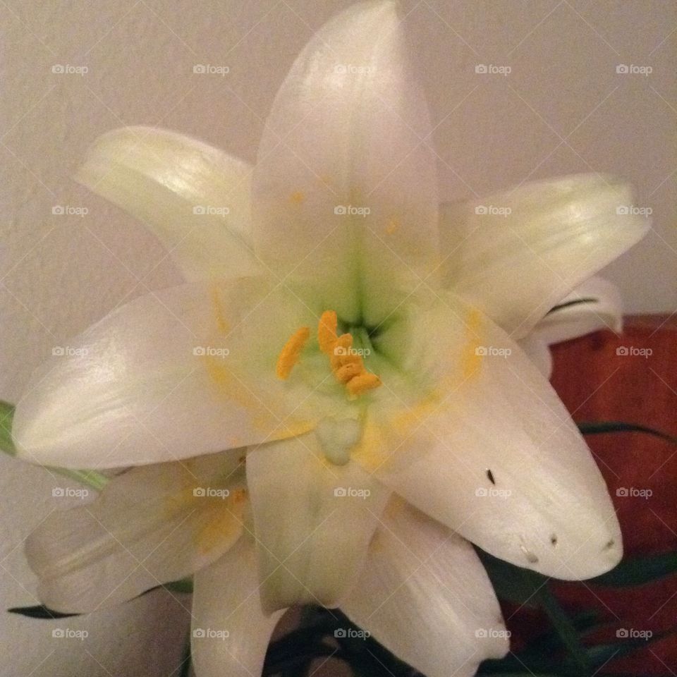 Easter lily 