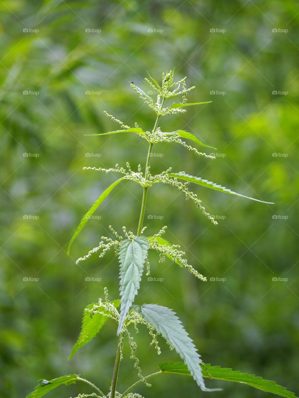 Nettle