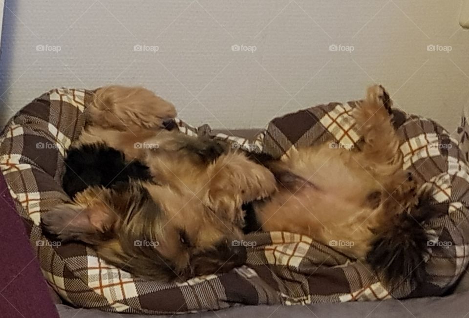 My little Dog sleeping