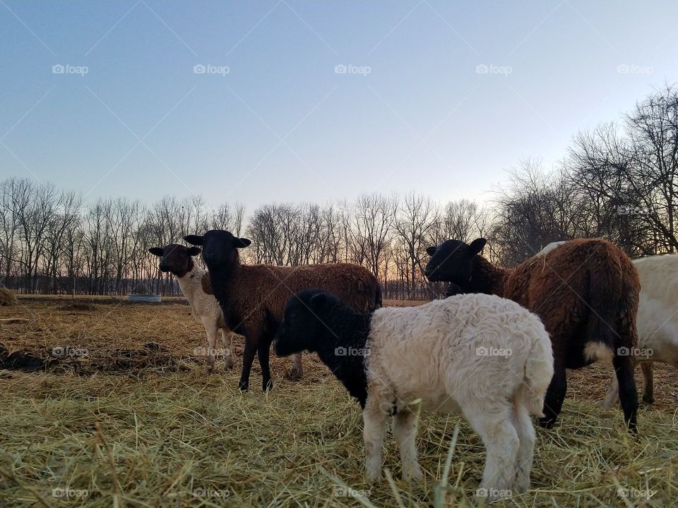Mammal, Sheep, Livestock, No Person, Agriculture