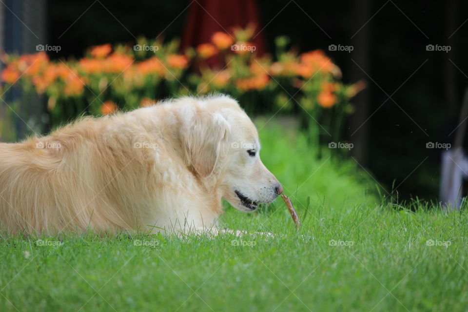 just a golden dog and her stick laying down on the green grass of home with orange day lilies in bloom