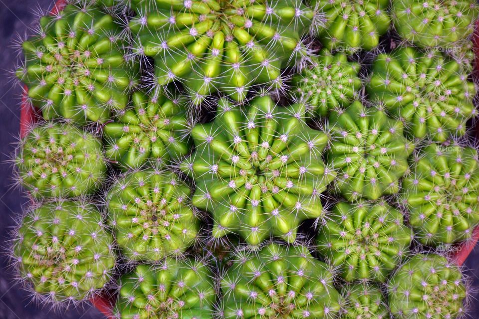 cactus plant