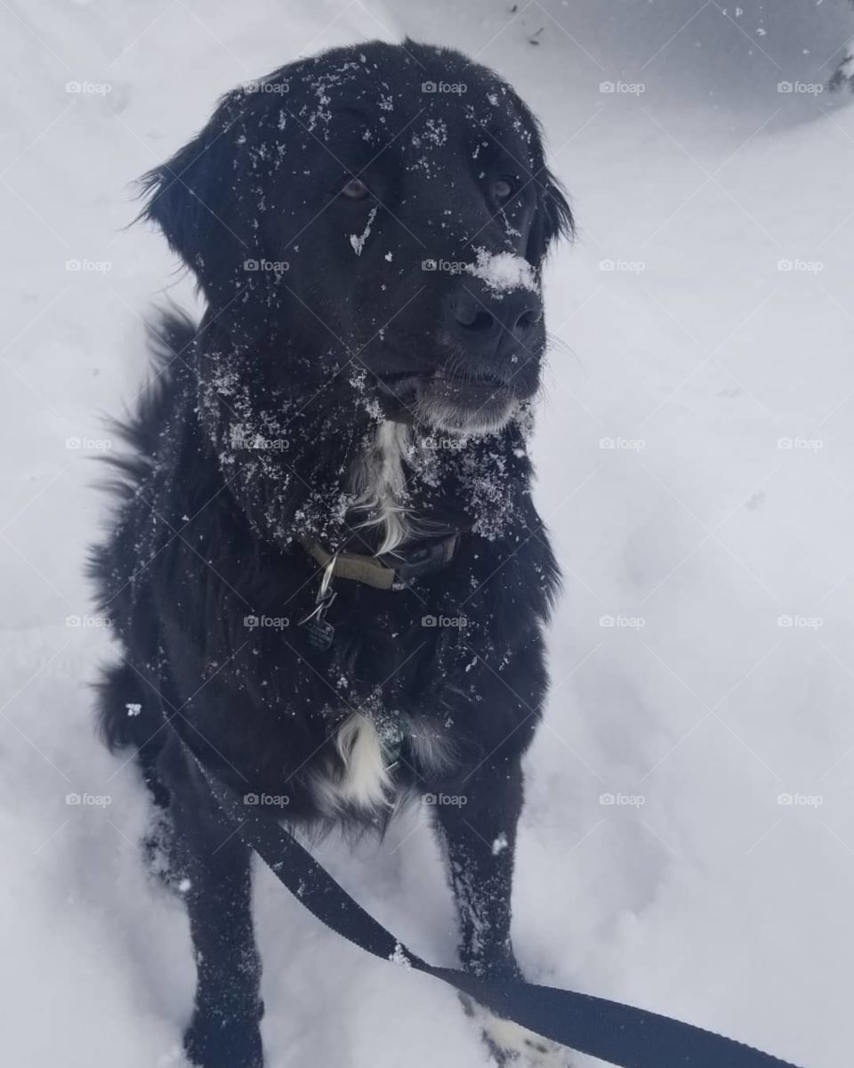 Newfoundlands love playing in the Colorado snow!