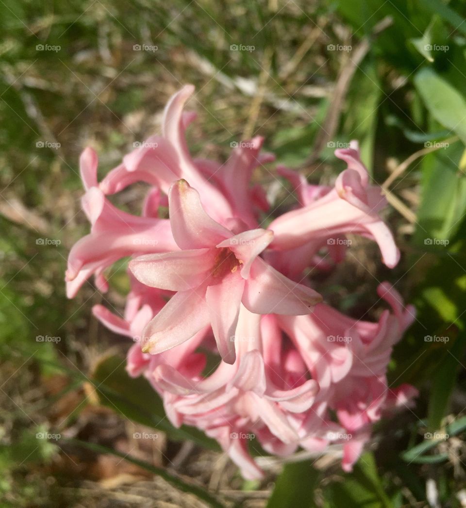 Close Up Flowers