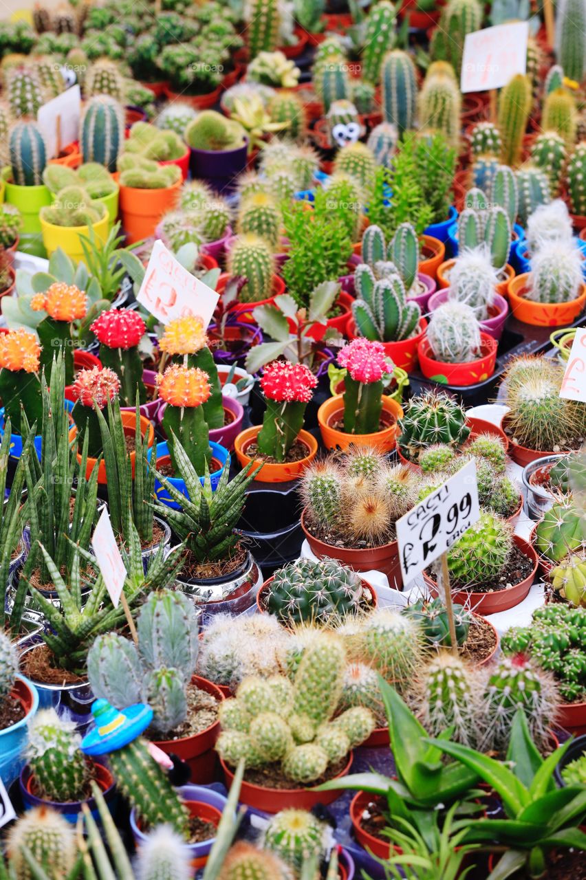 A variety of different cactus, cacti, succulent and succulents plants on a market stall