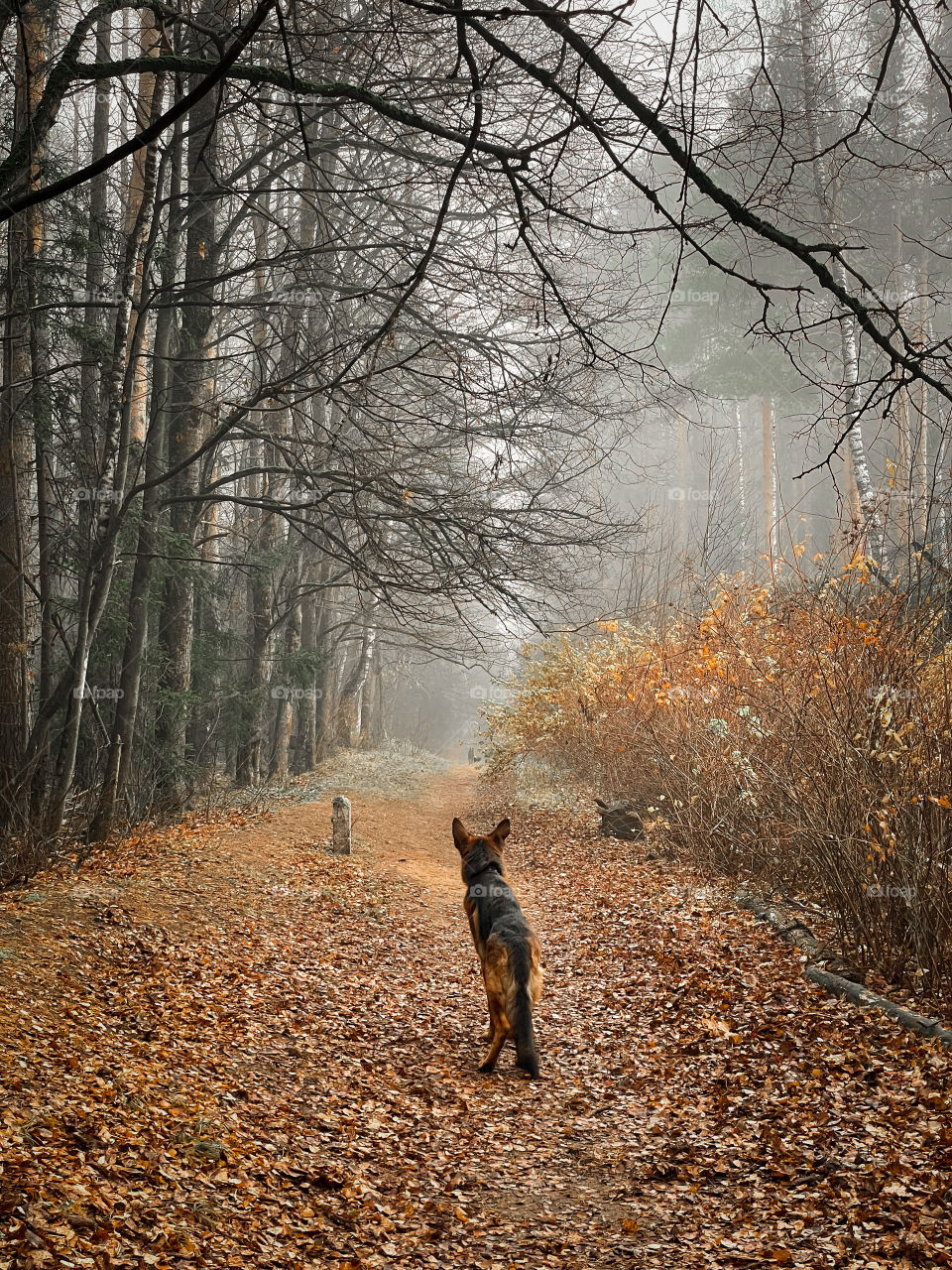 Walking with German shepherd dog in autumn forest 