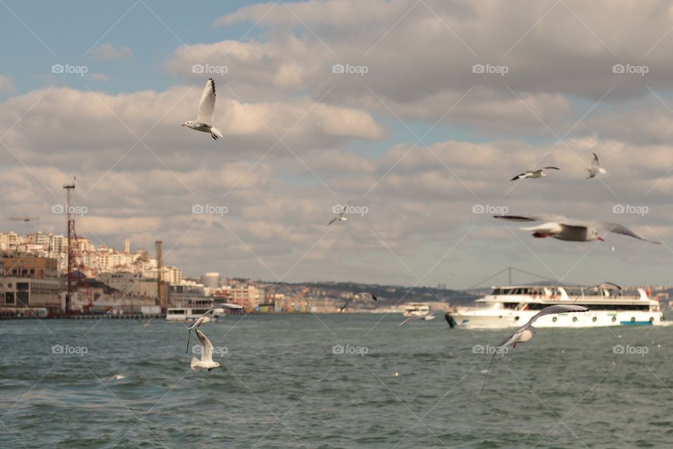 Birds Flying on the Bosphorus Istanbul
