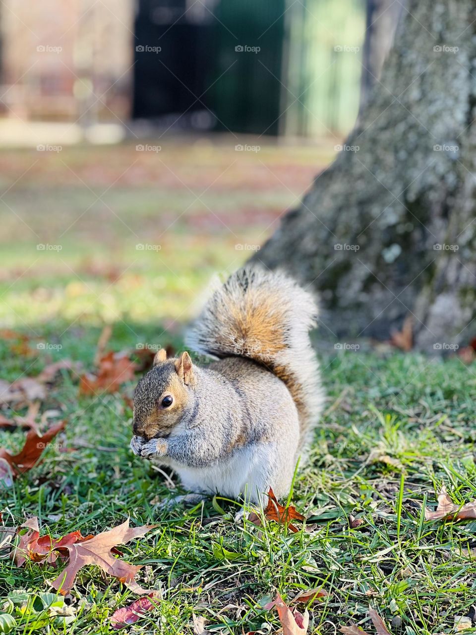 Fat squirrel