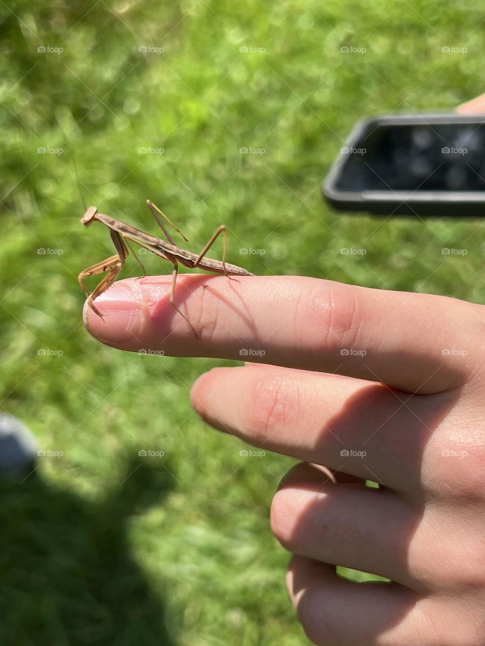 Preying Mantis 