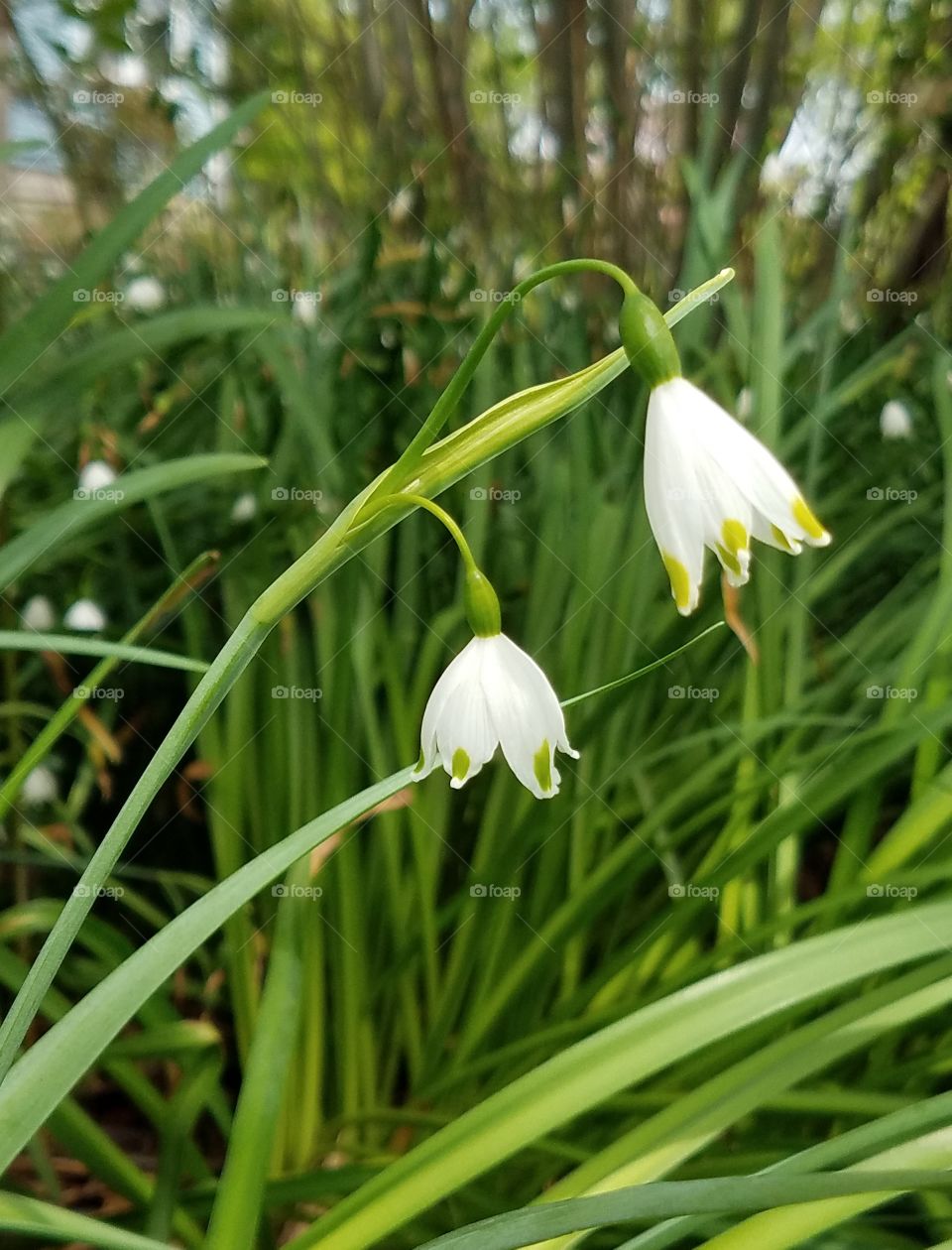 snowdrops flowers