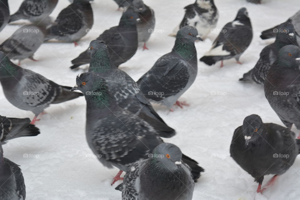 birds doves sitting in the snow in snowfall winter time