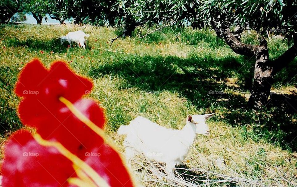 A green greek field with poppies and goats