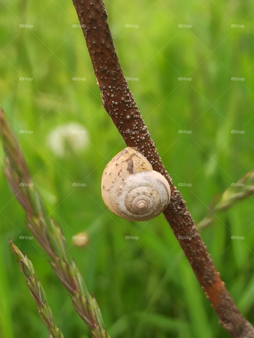 snail . snail on a branch