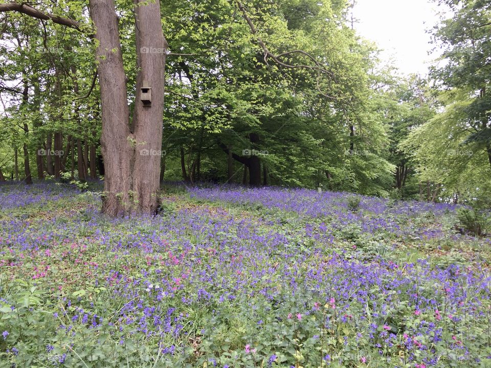 Nest box among bluebells and red campions in woodland, Painshill, Cobham, Surrey, England