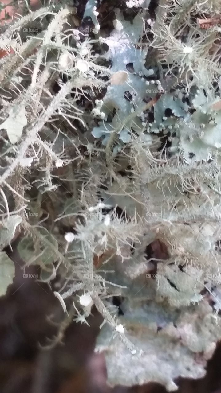 lichen close-up
