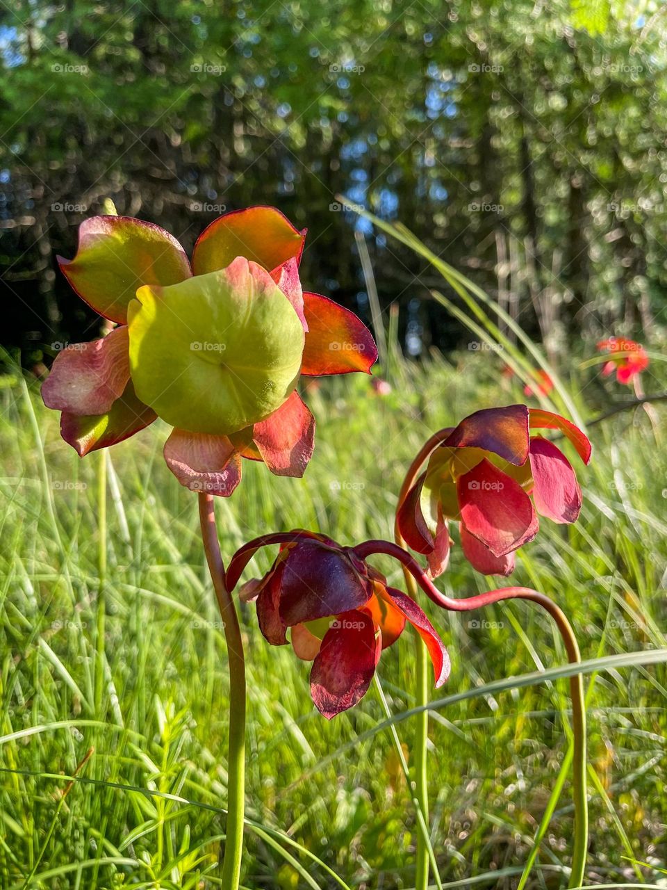 Purple pitcher plant blooms