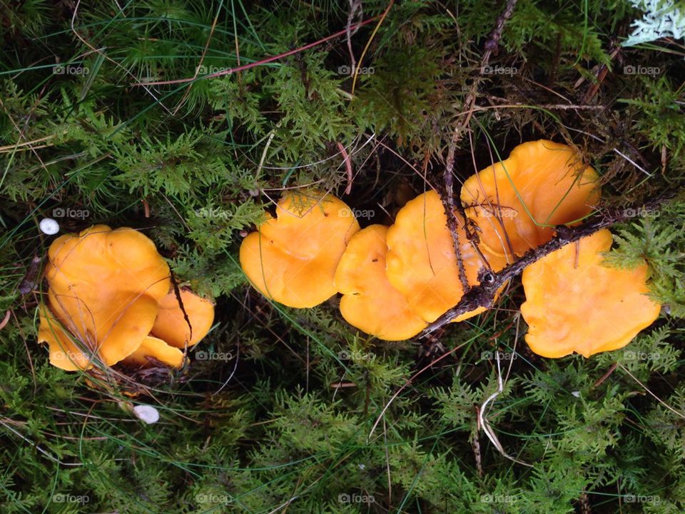 Chantarelle
