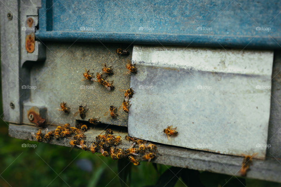 The bee farm, my best photo