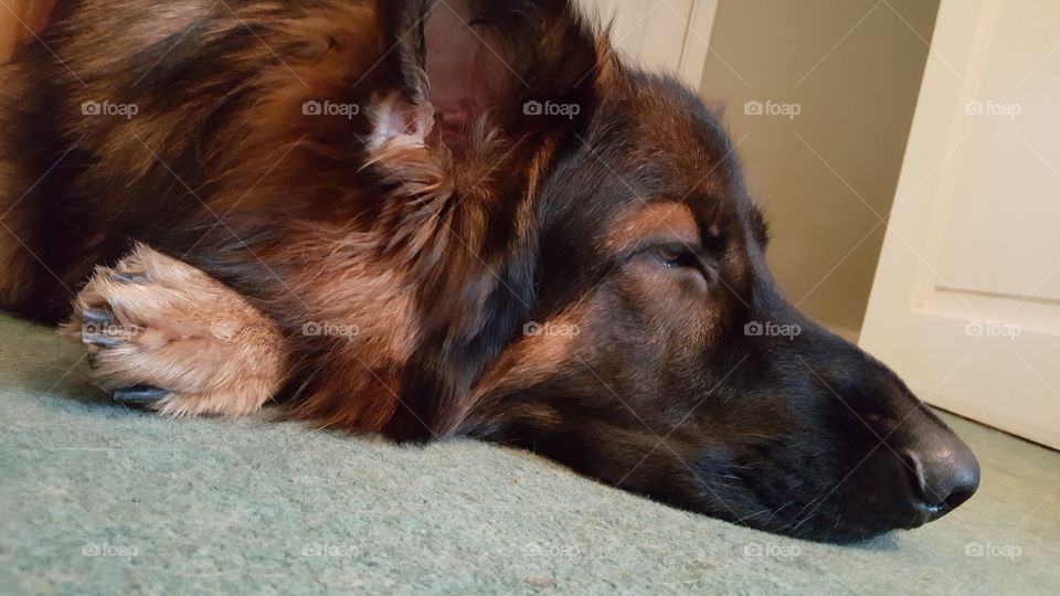 sleepy shepherd