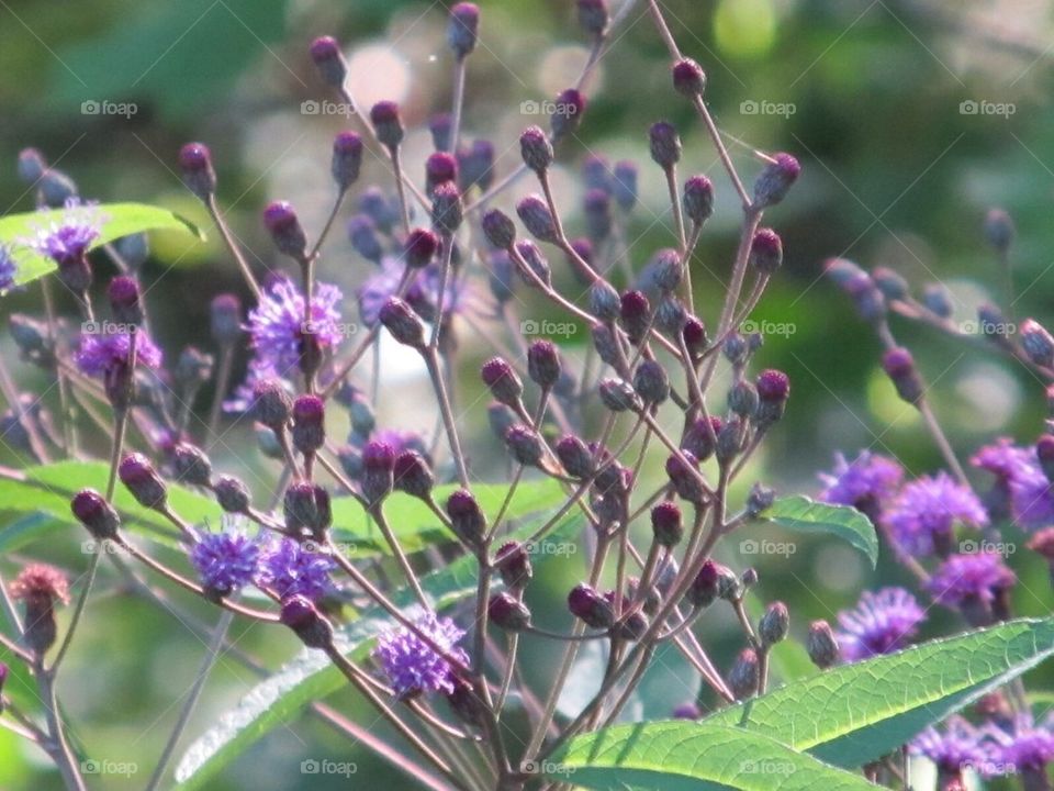 Purple wild flower