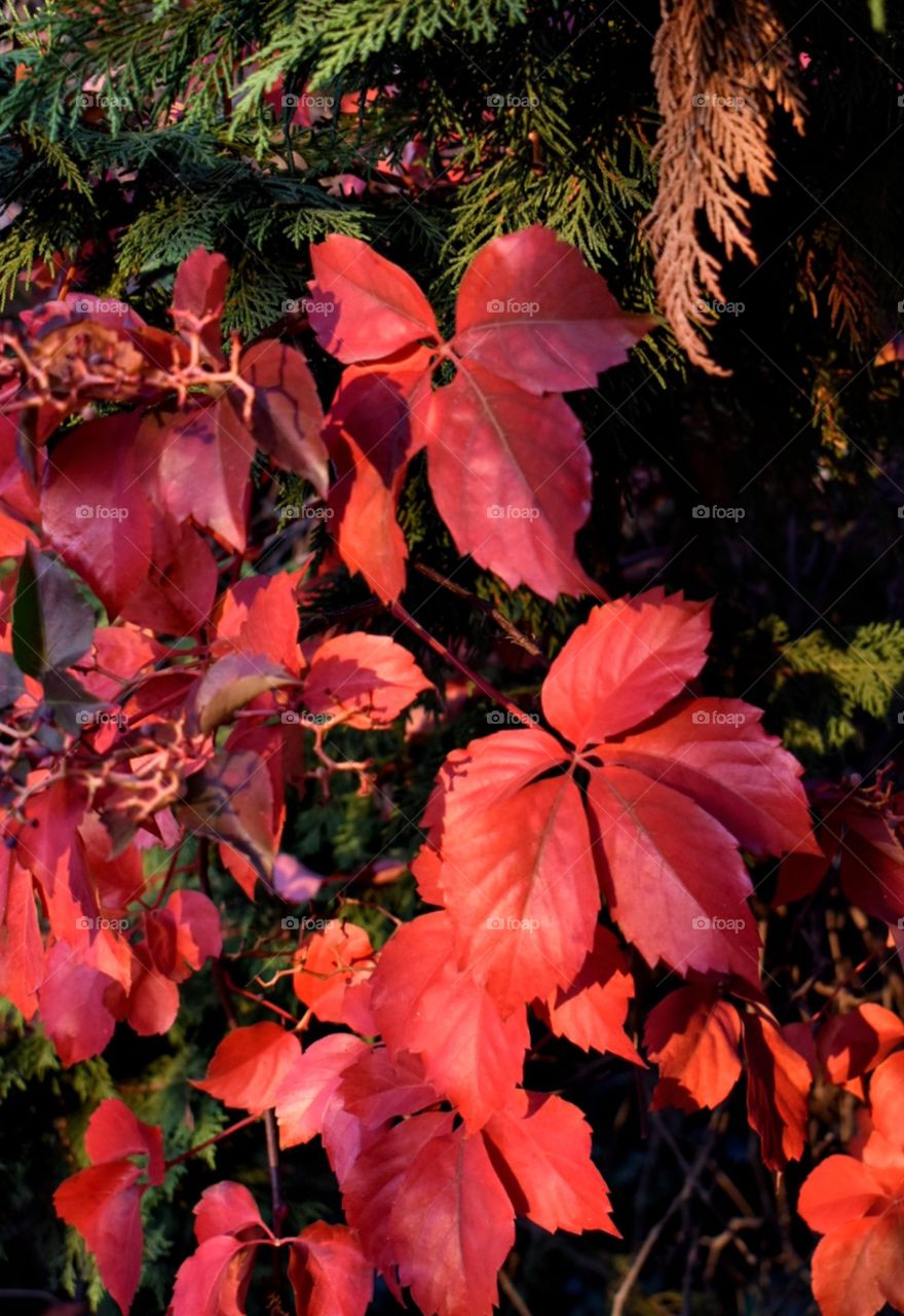 Beautiful red leafes