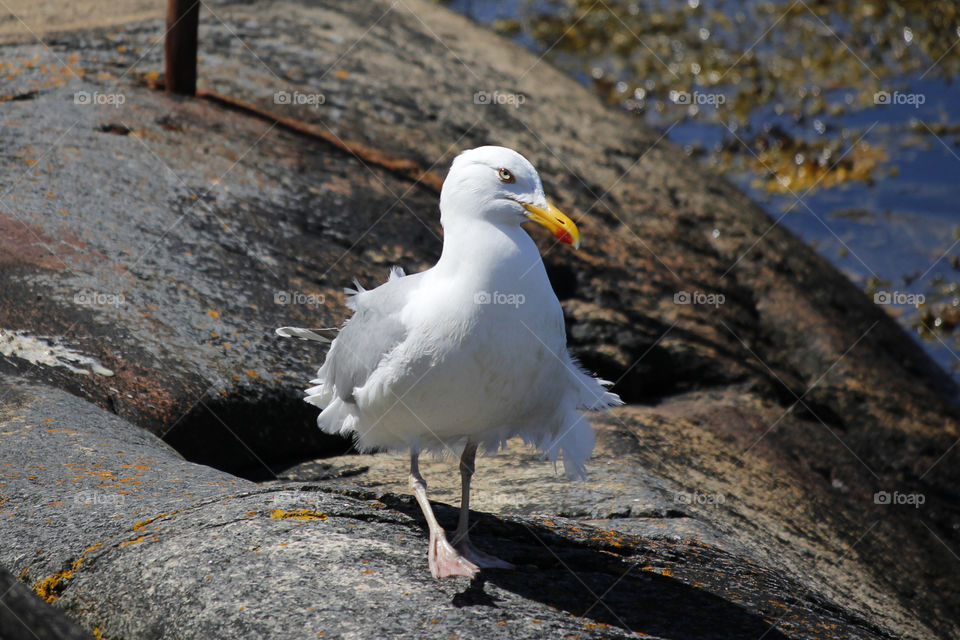 Seagull with attitude walking on the cliffs towards the camera , eye contact. 
Gråtrut mås med attityd går på klipporna  mot kameran, ögonkontakt 