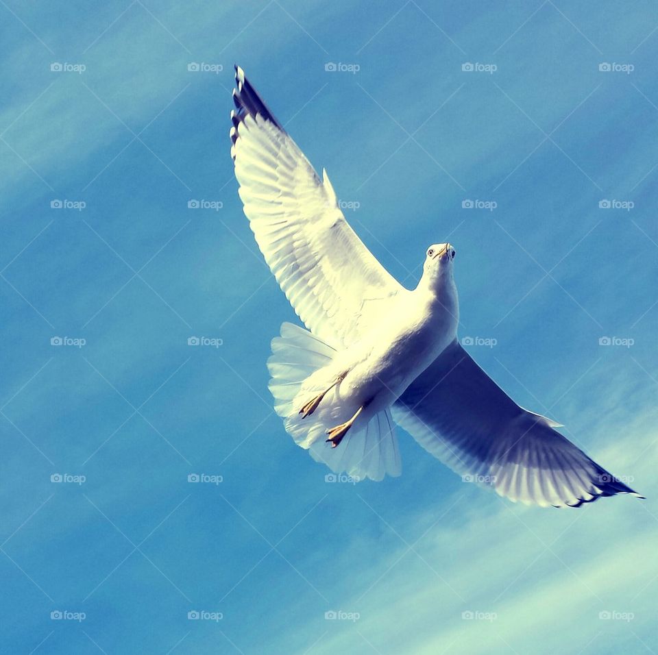 Seagull 