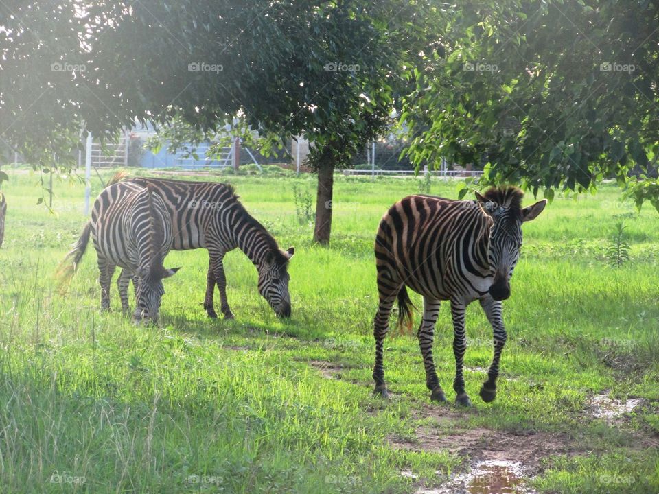 zebra