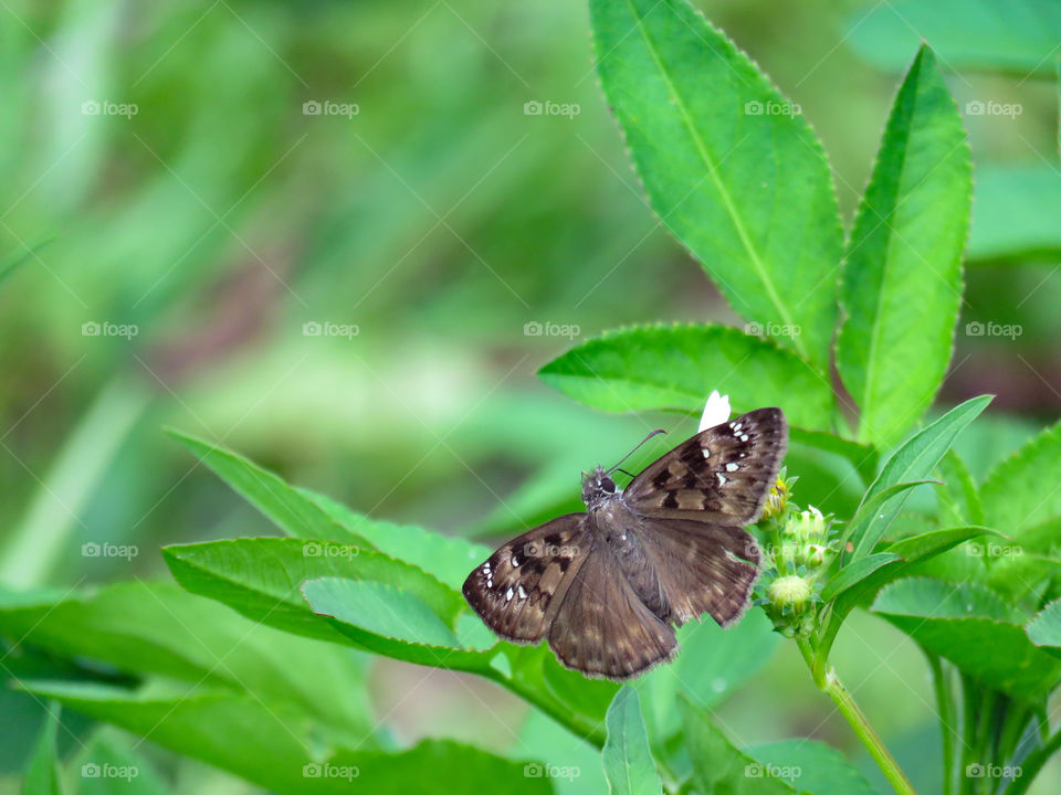 Butterfly on leaf