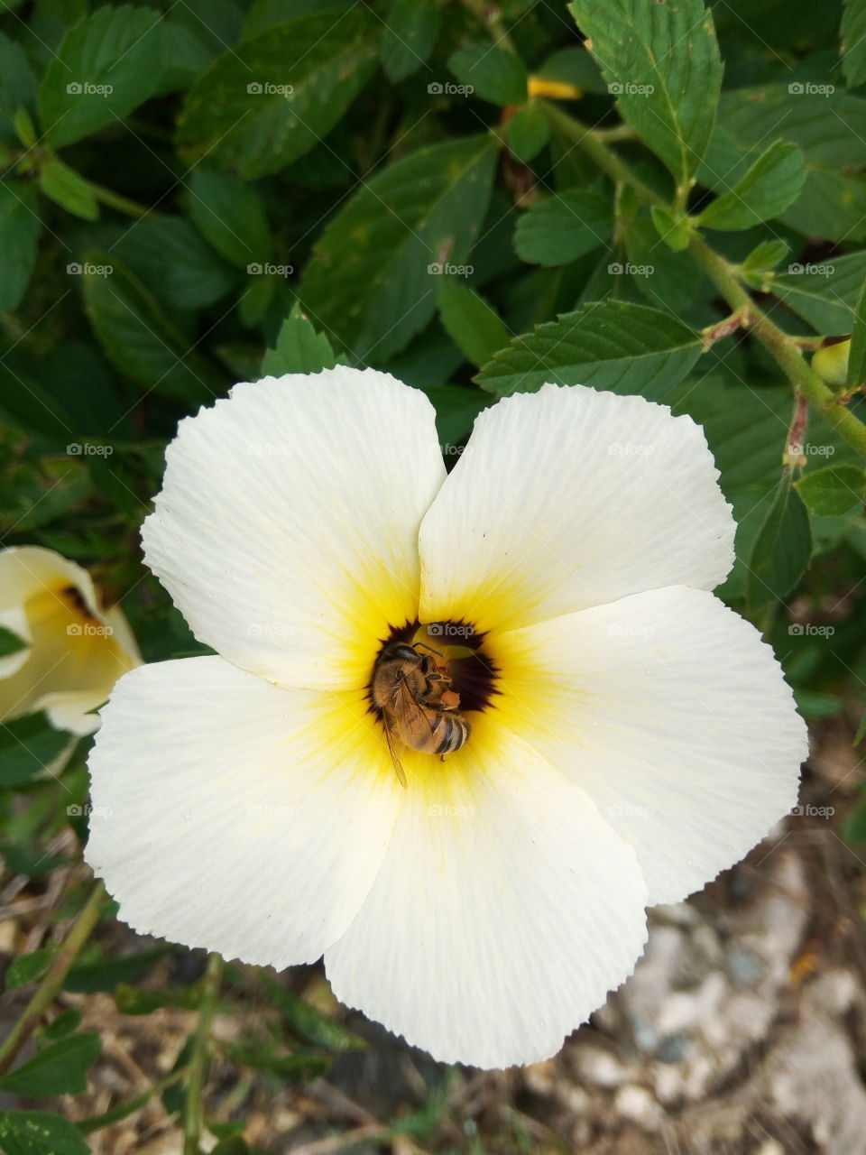 bee in  search of  food