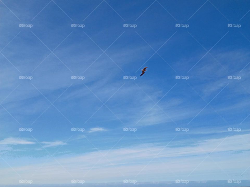 one seagull in high blue sky.