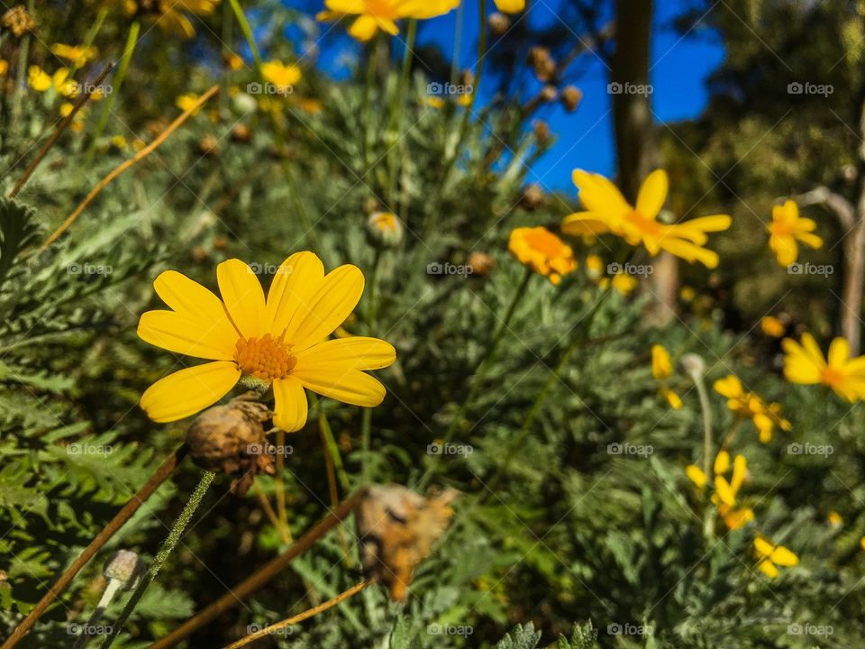 Yellow wildflowers blooming on field