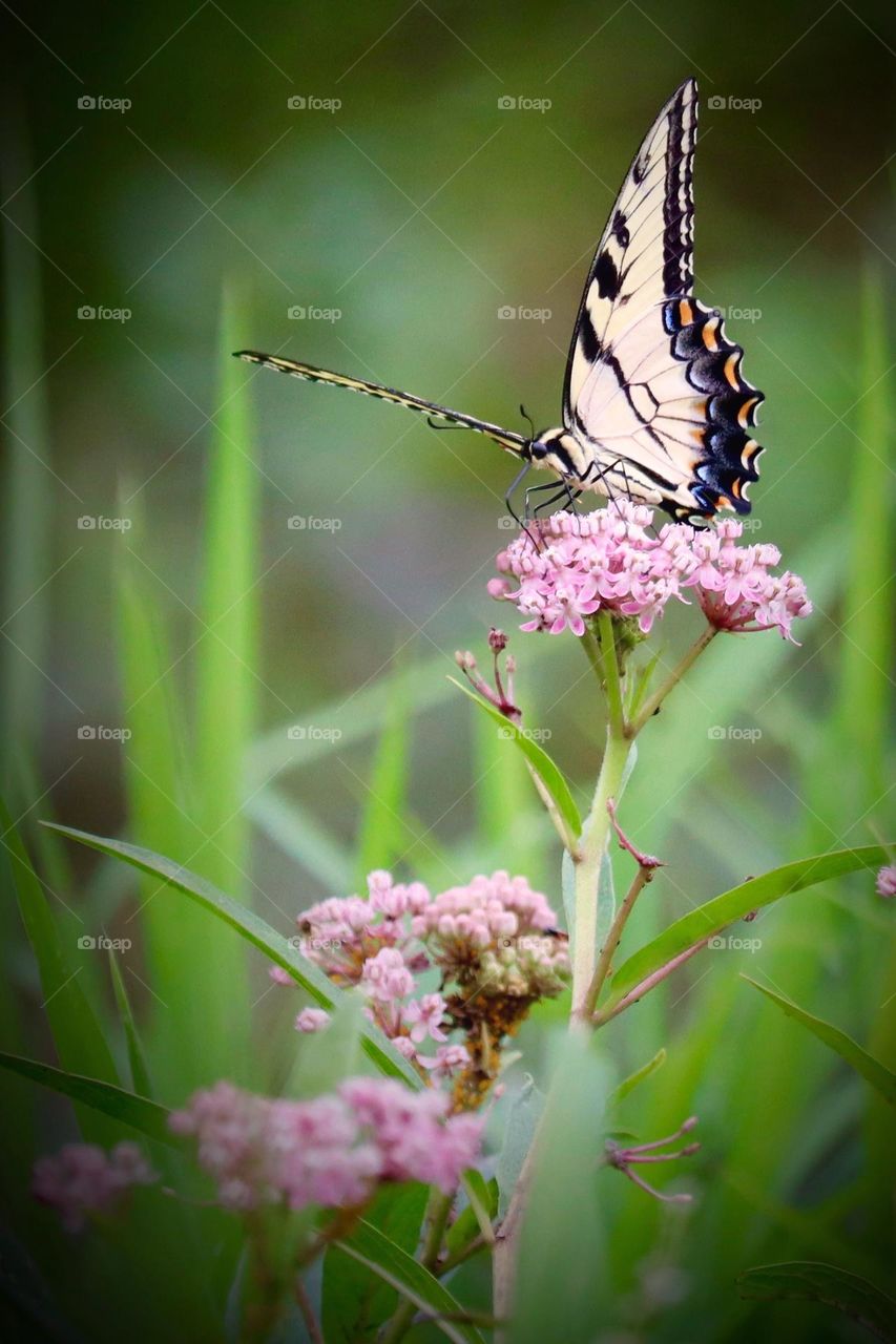 A beautiful  Eastern Tiger Swallowtail takes time to rest and replenish during the warm summer months in Clarksville,Tennessee